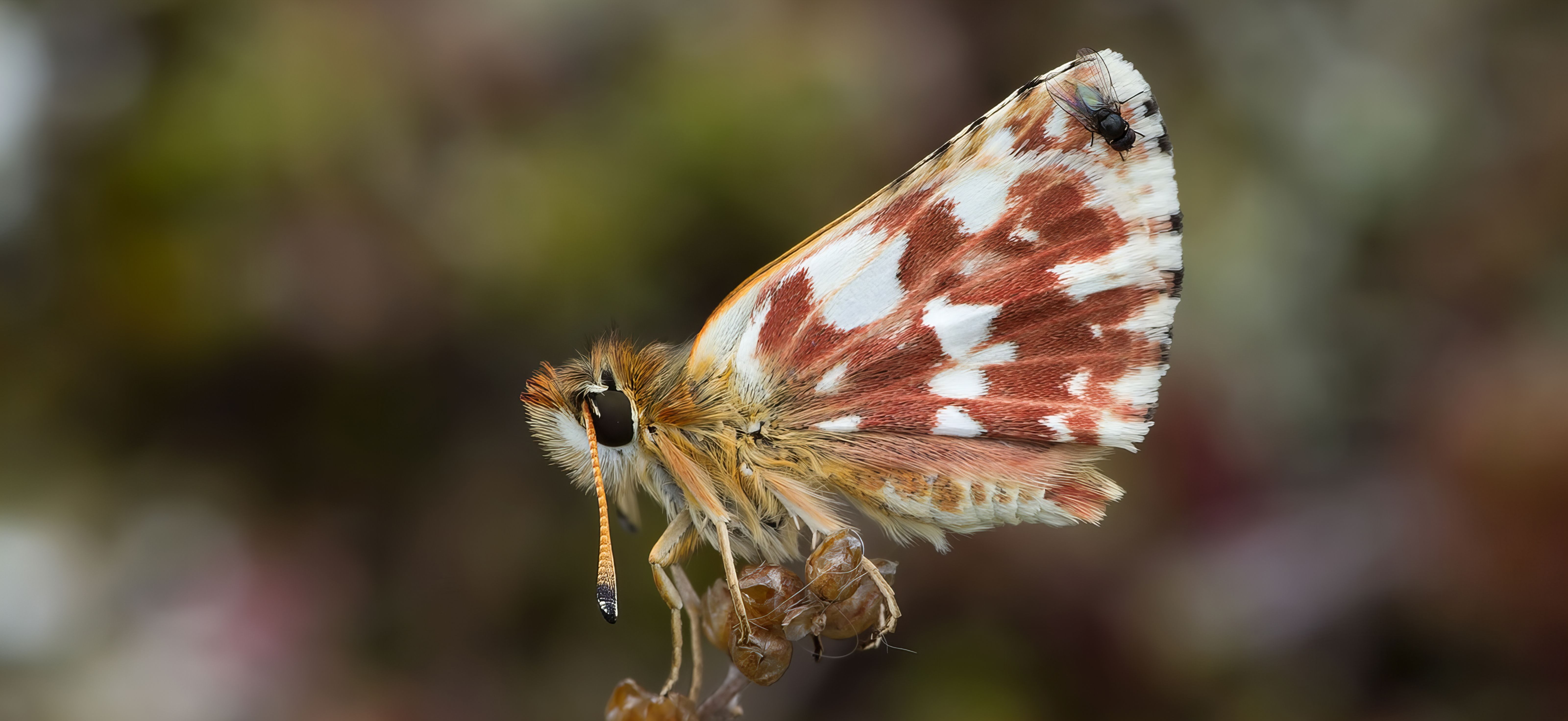 Lepidoptera