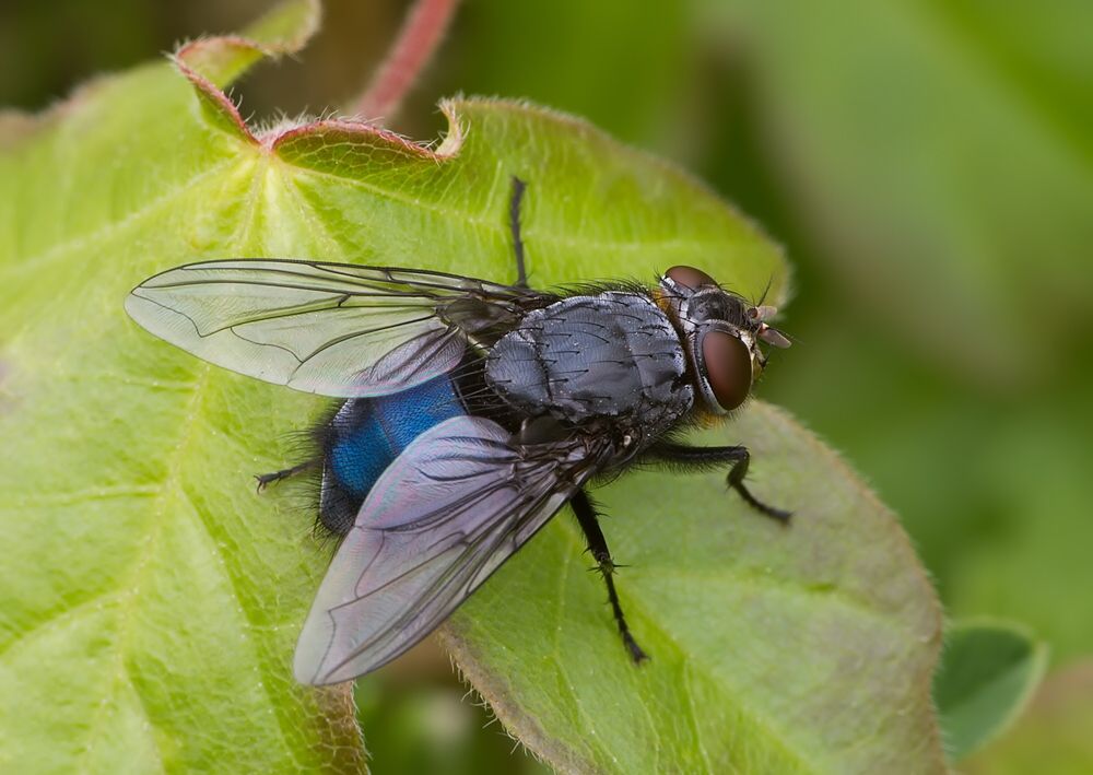 Calliphora loewi