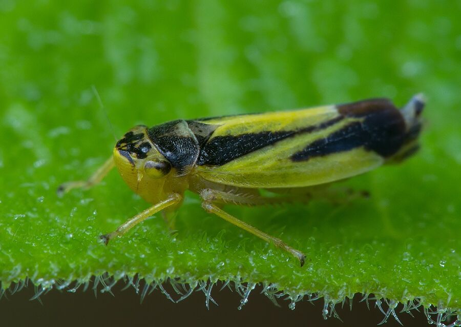 Evacanthus interruptus