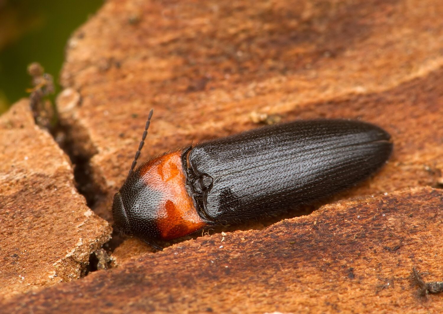 Ampedus sinuatus