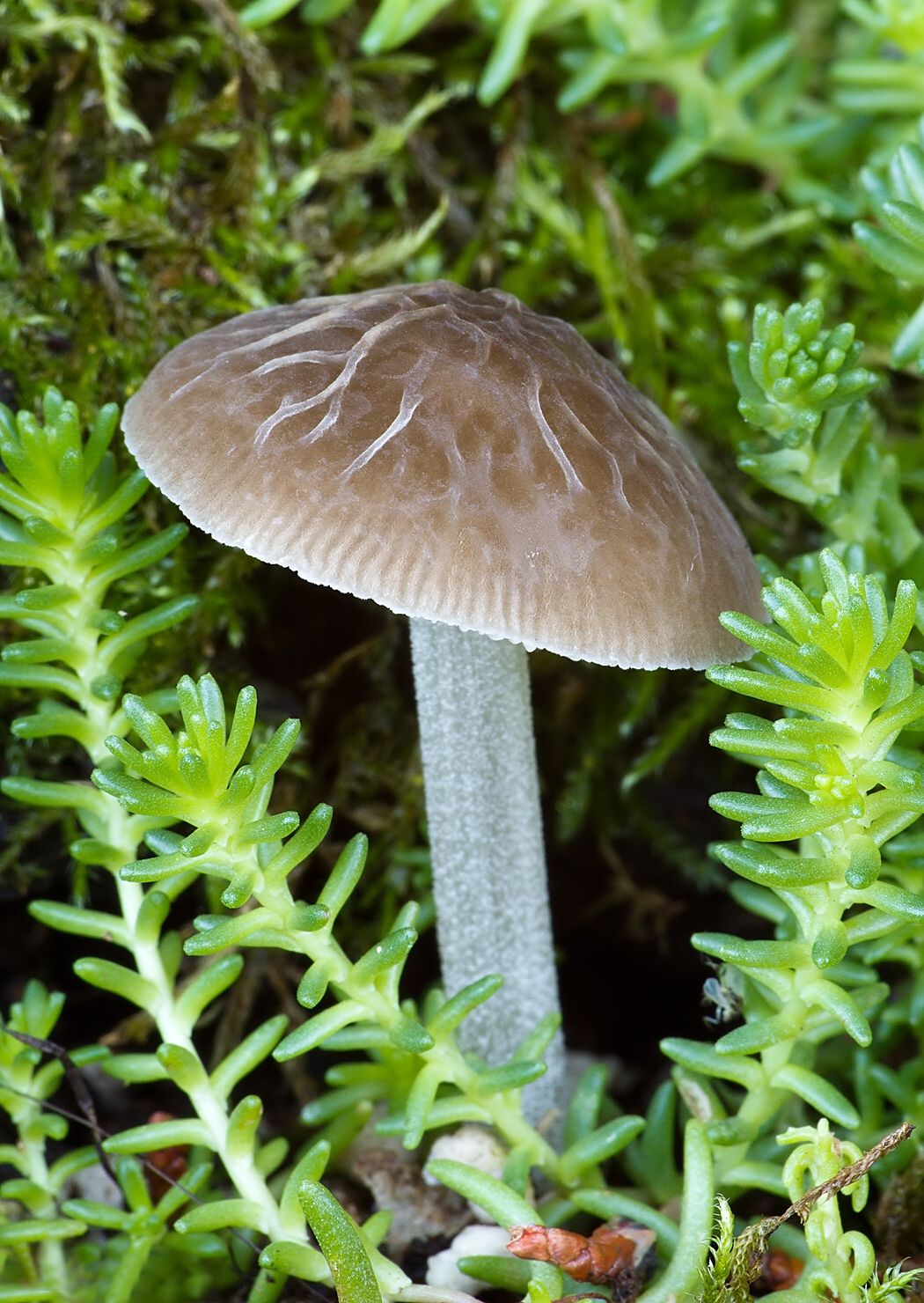 Pluteus thomsonii