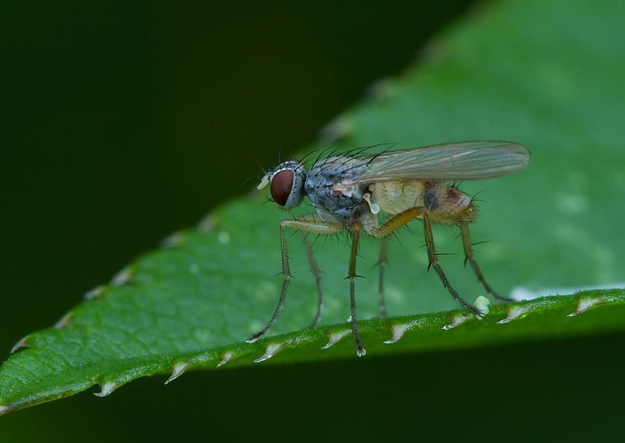 Coenosia mollicula