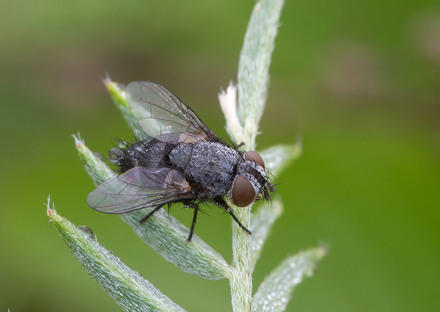Eumea linearicornis