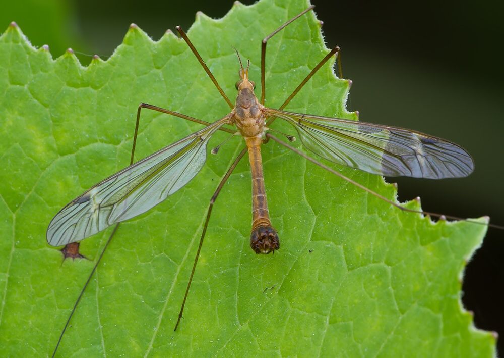 Tipula fascipennis