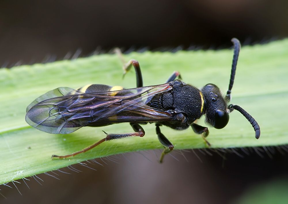 Nysson spinosus