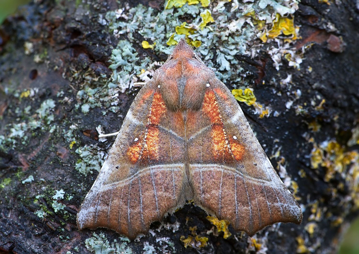 Scoliopteryx libatrix