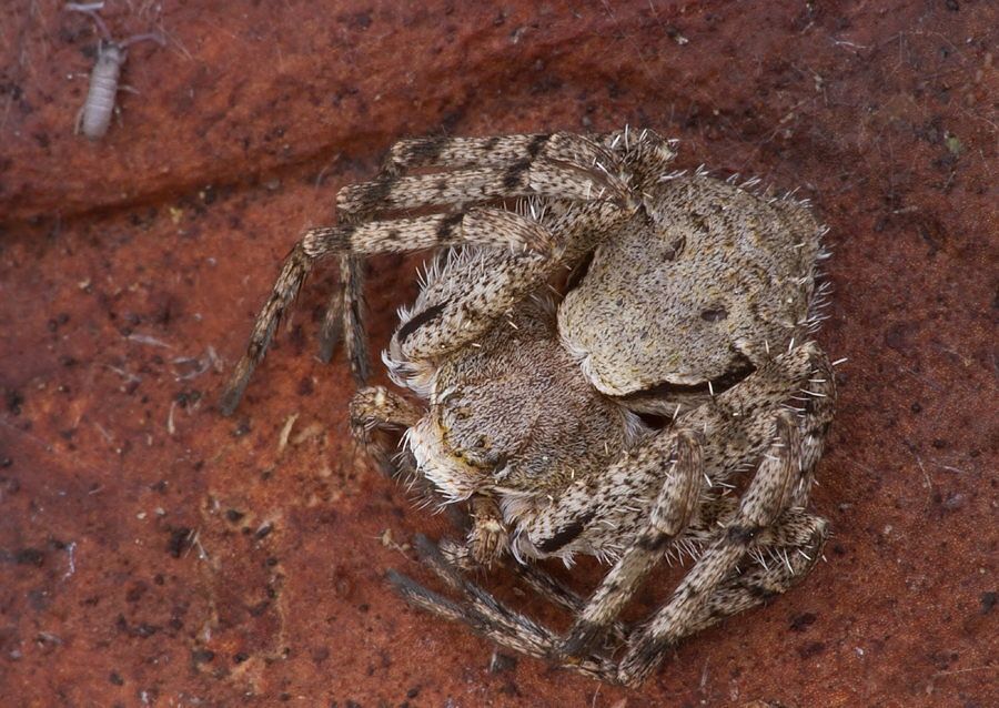 Philodromus margaritatus