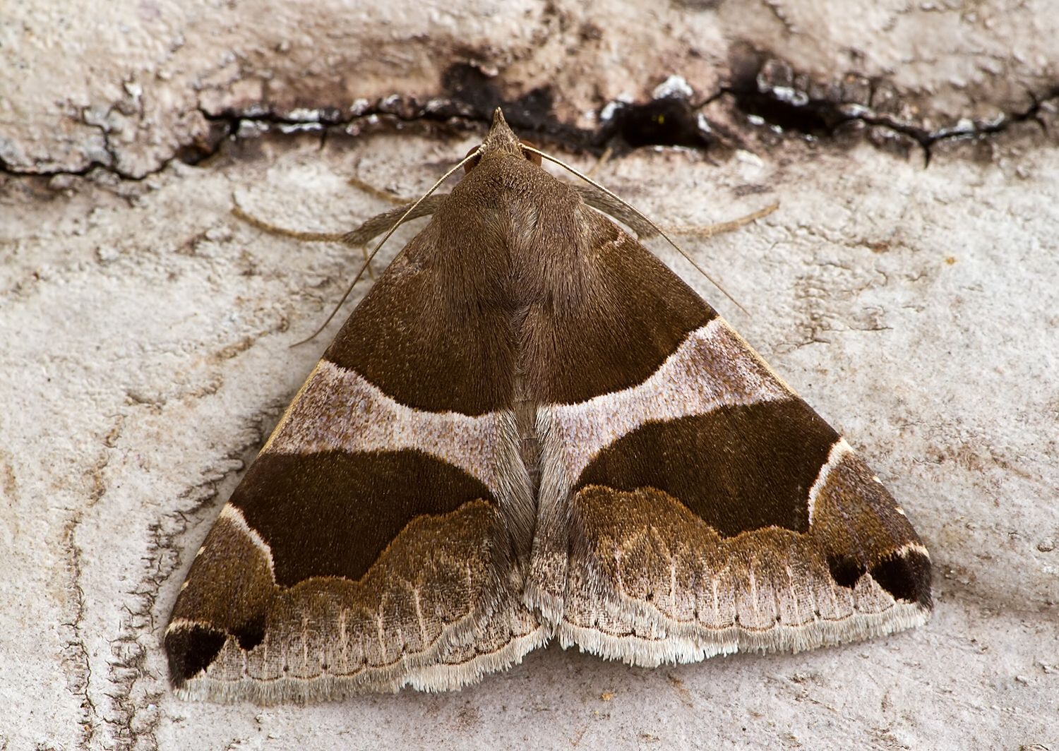 Dysgonia algira