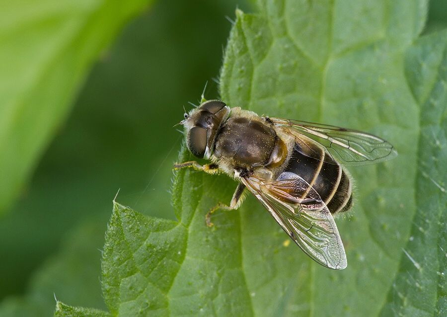 Eristalis rupium