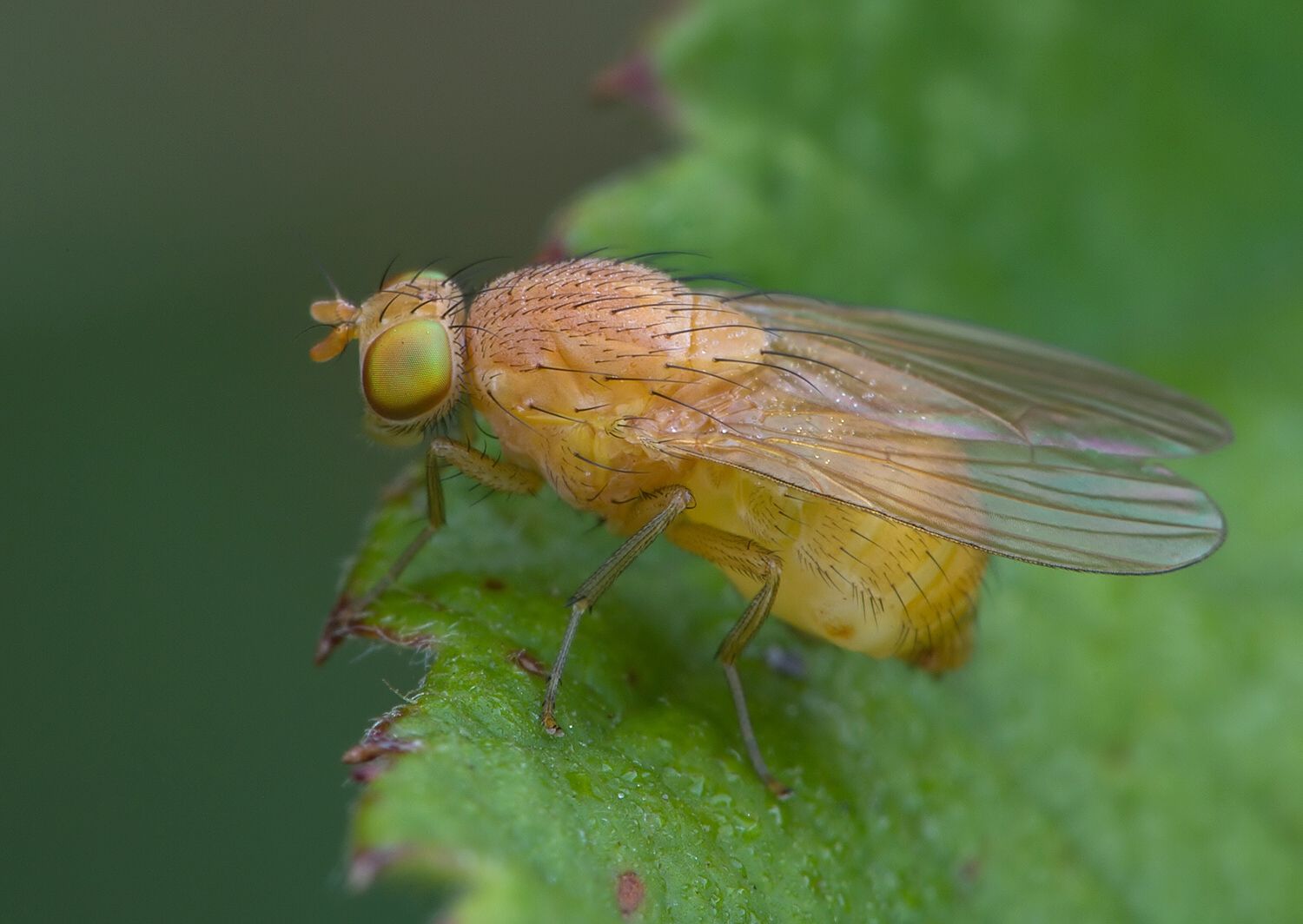 Sapromyzosoma quadricincta