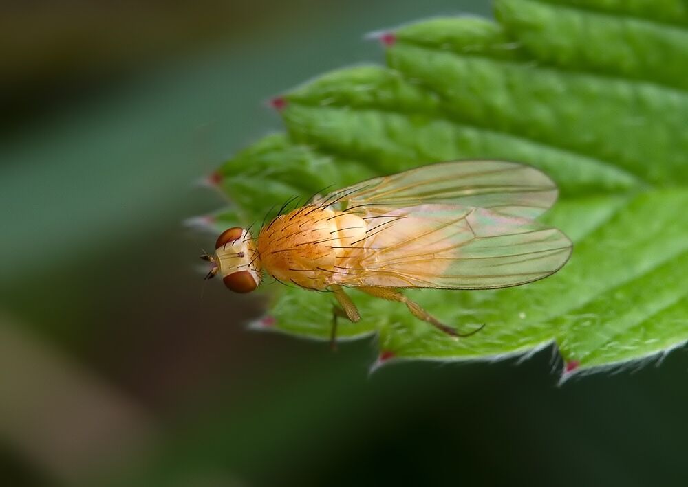 Meiosimyza illota cf.
