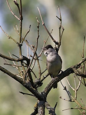 Sylvia atricapilla (penica čiernohlavá)