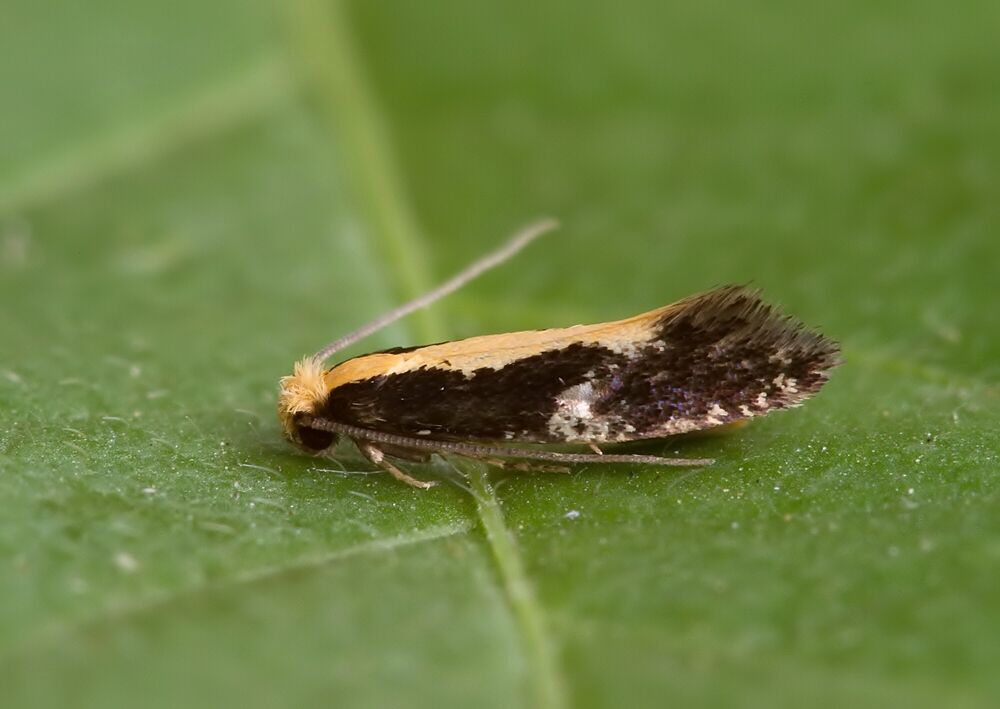 Monopis obviella
