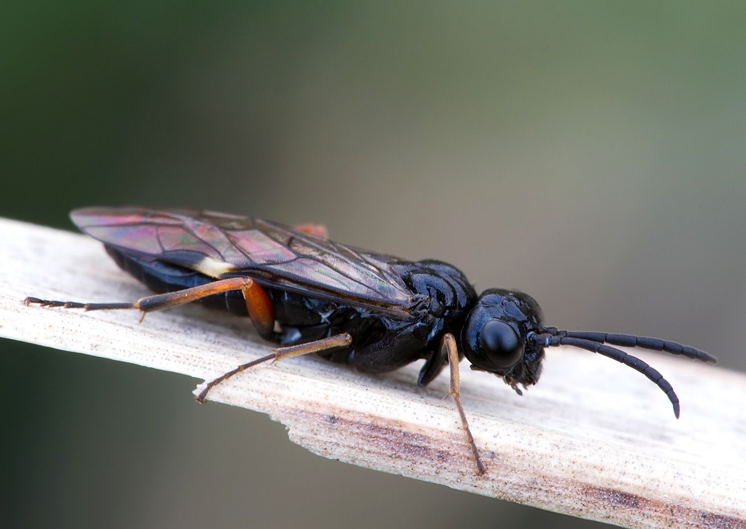 Allantus didymus