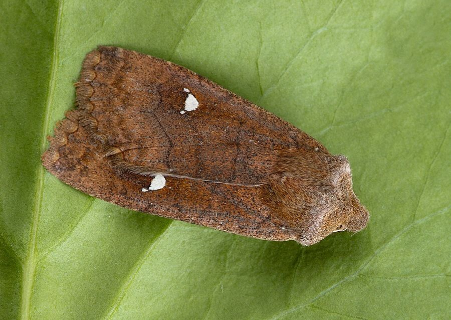 Eupsilia transversa
