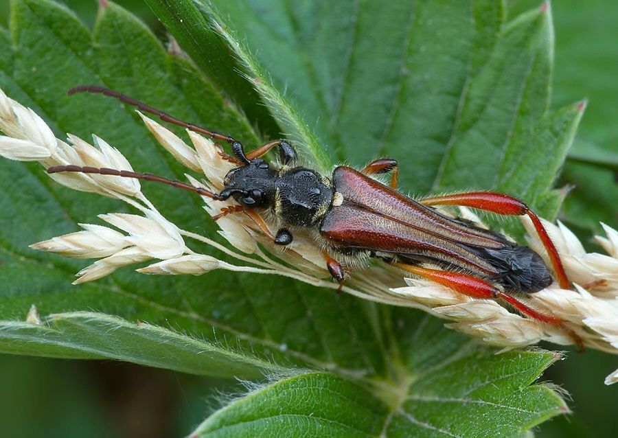 Stenopterus rufus