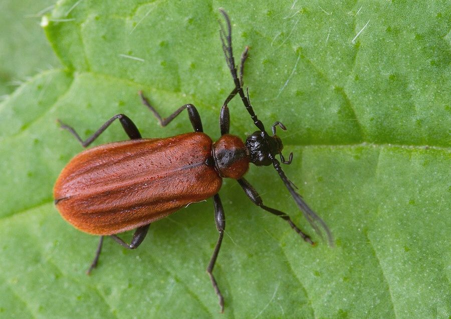 Schizotus pectinicornis
