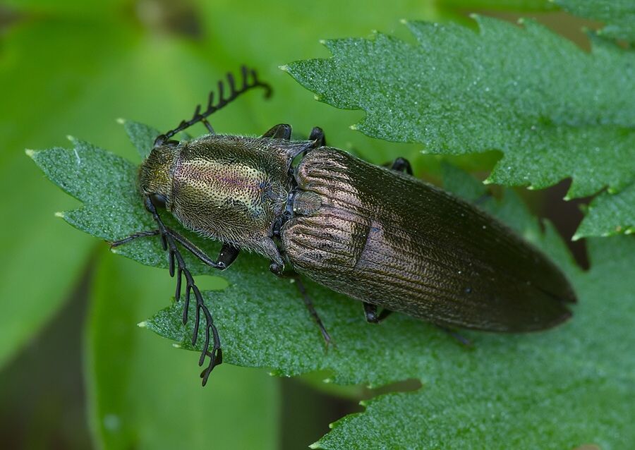 Ctenicera pectinicornis