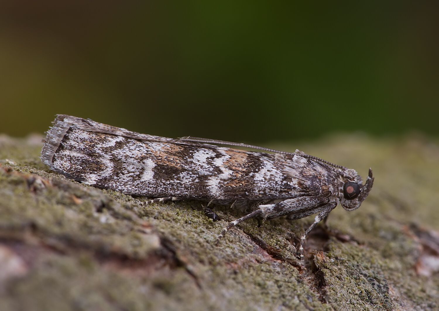 Dioryctria abietella
