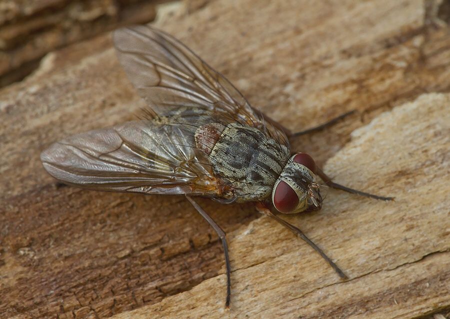 Muscina stabulans