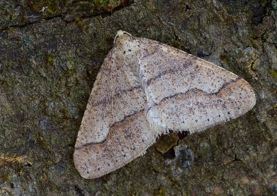 Agriopis marginaria