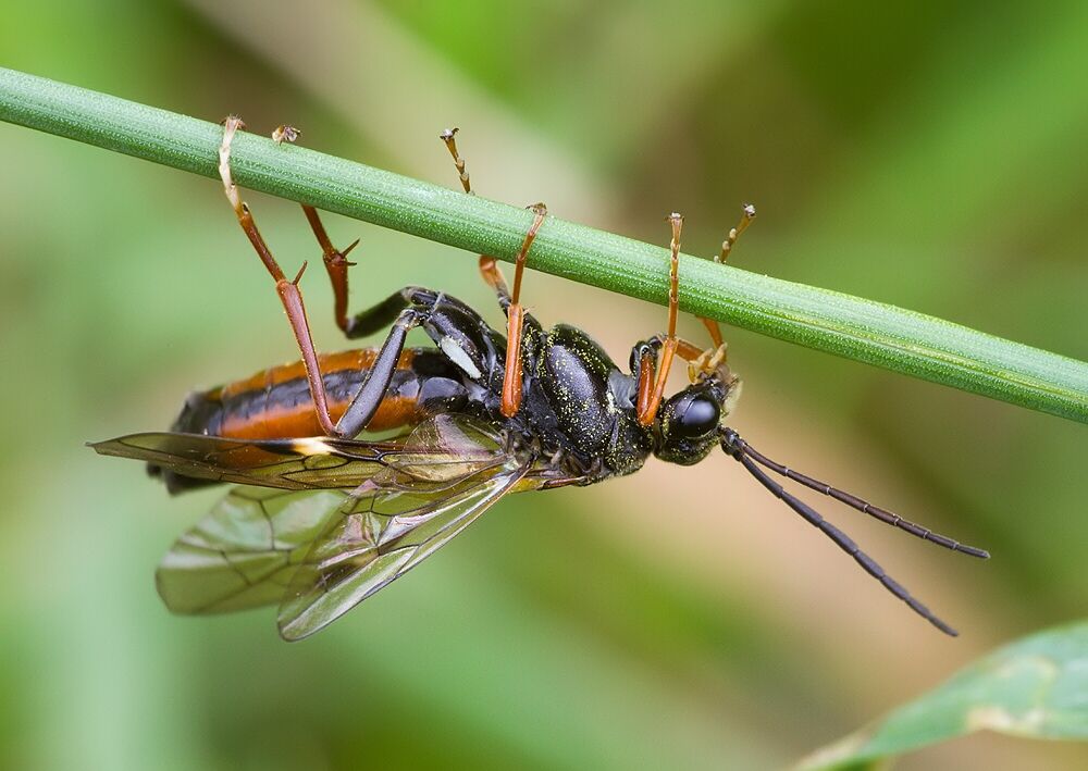 Tenthredopsis scutellaris
