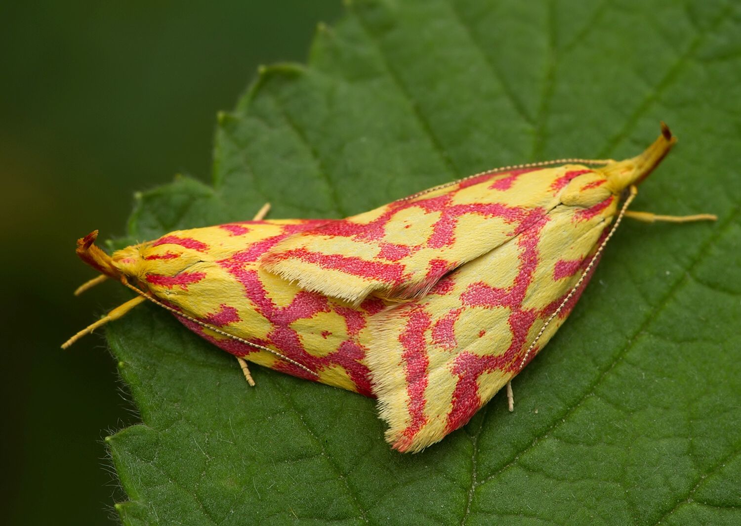Hypercallia citrinalis