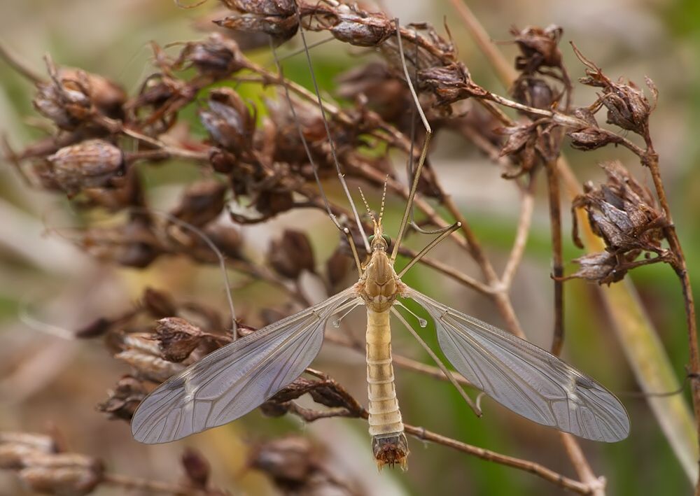 Tipula lunata