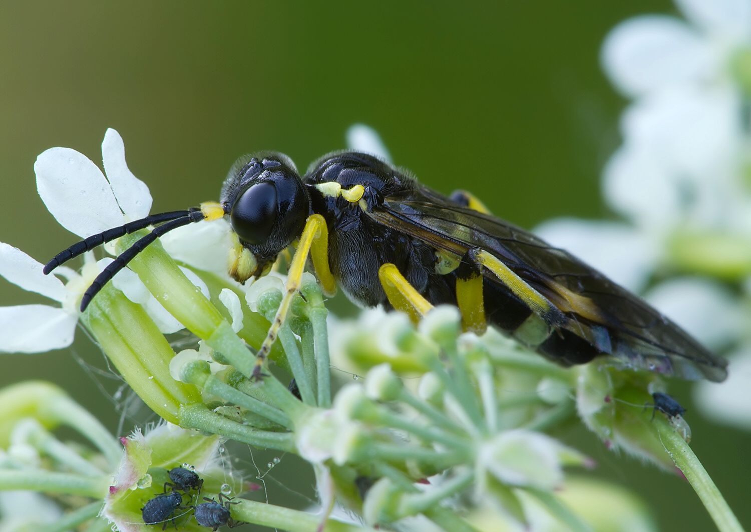 Tenthredo amoena