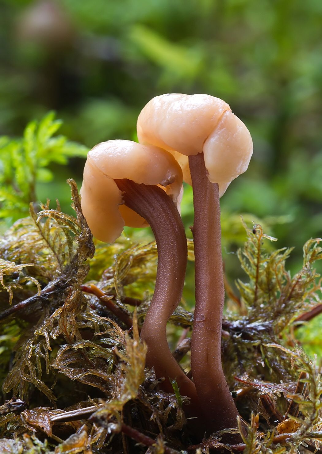 Cudonia circinans