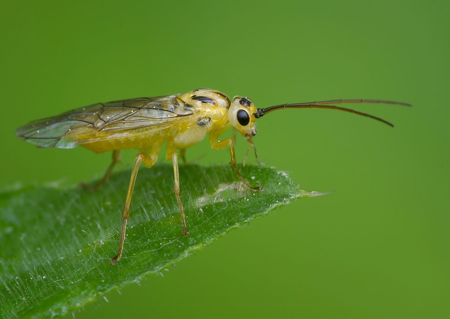Nematus breviseta cf.