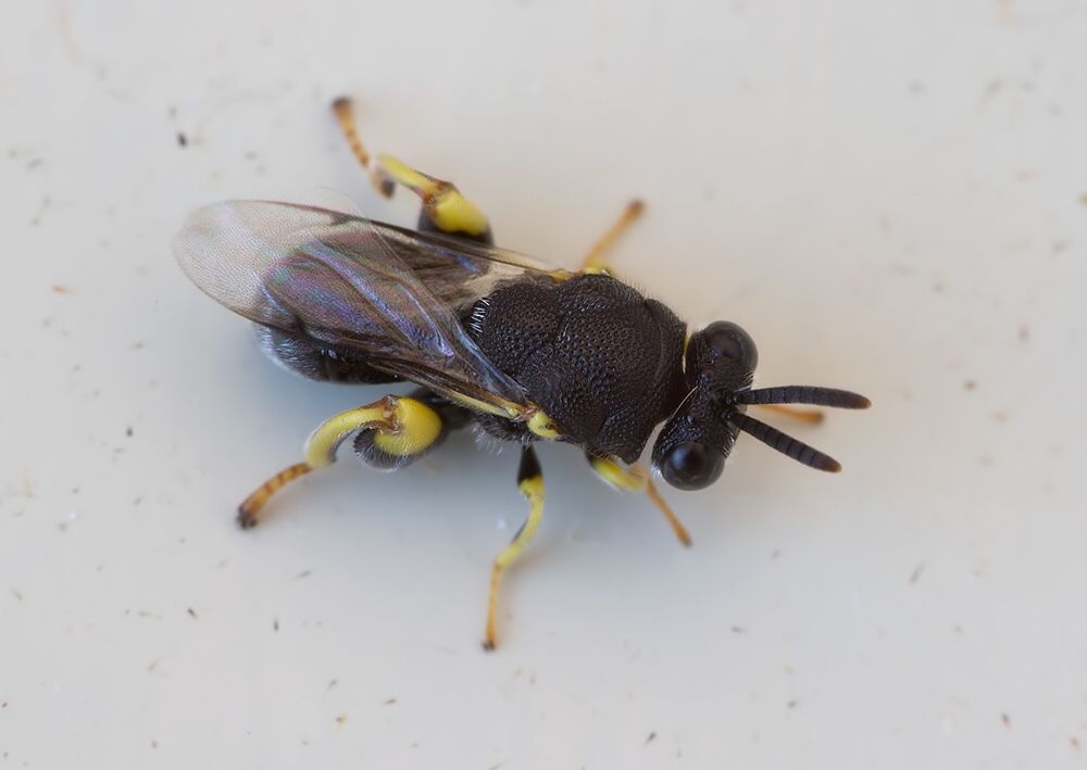 Brachymeria rugulosa cf.