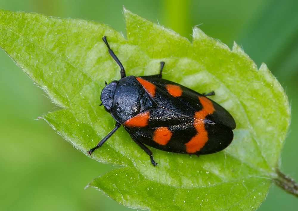 Cercopis sanguinolenta