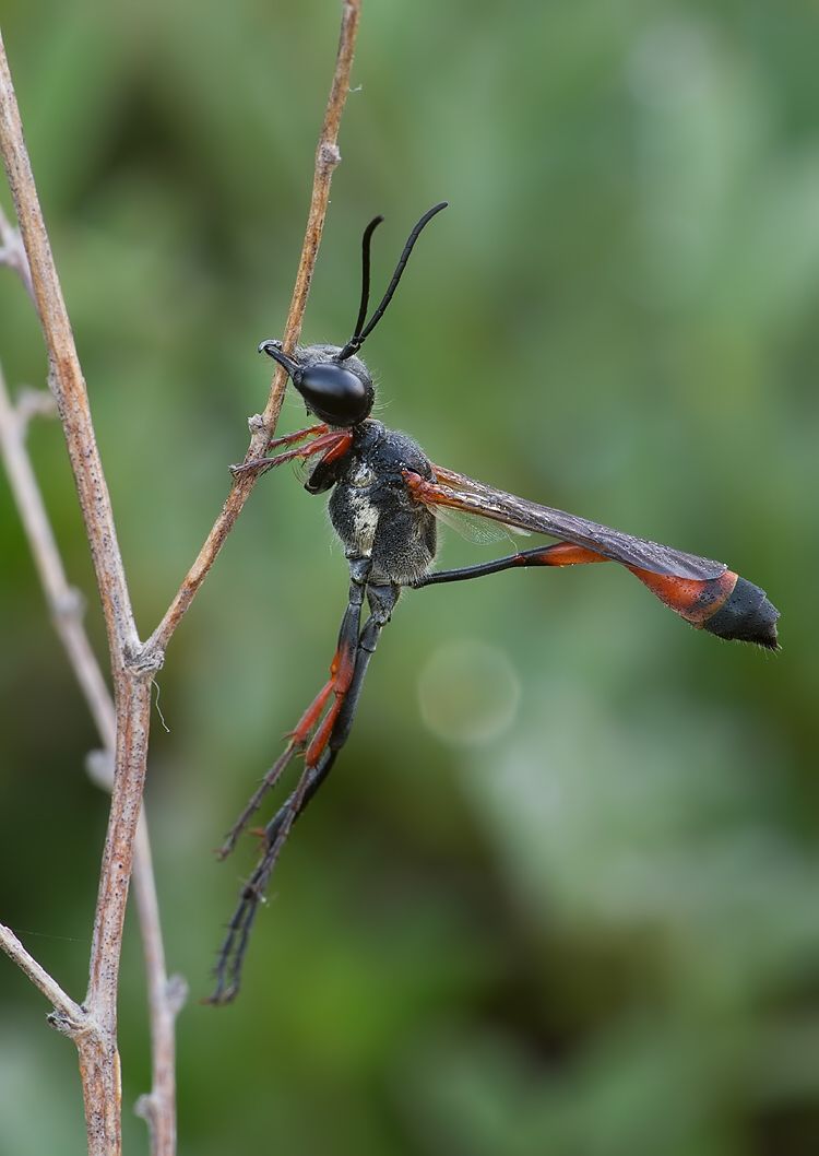 Ammophila heydeni