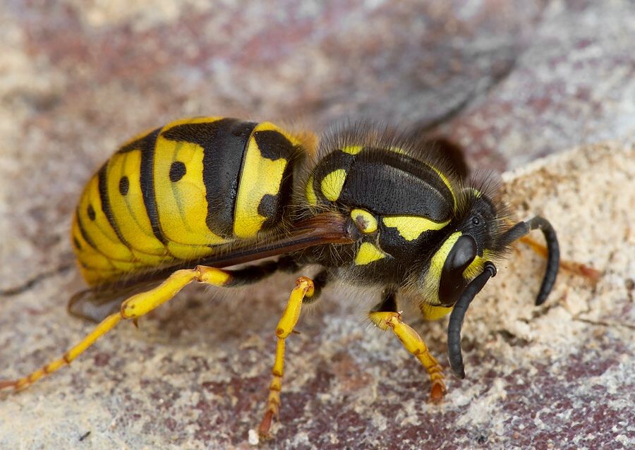 Vespula germanica