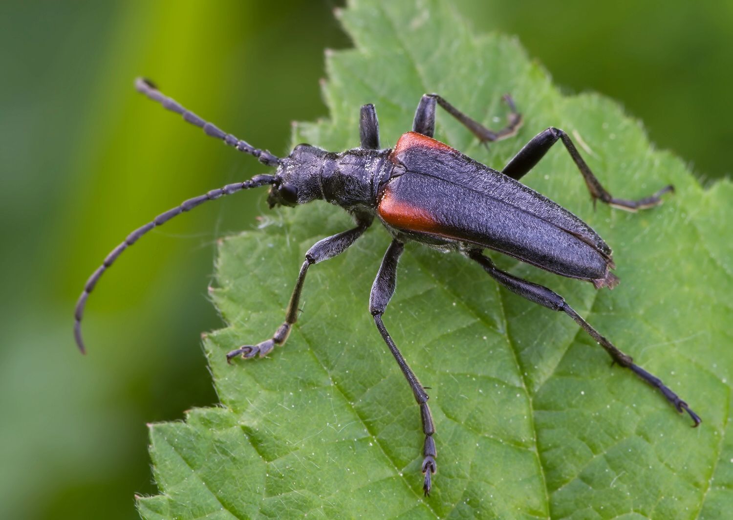 Anisorus quercus