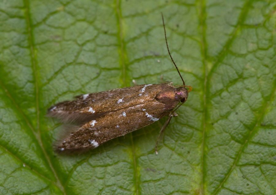 Argolamprotes micella