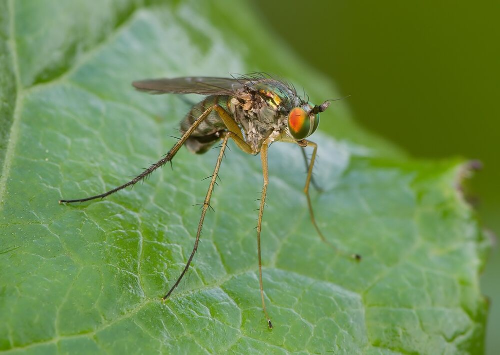 Dolichopus claviger