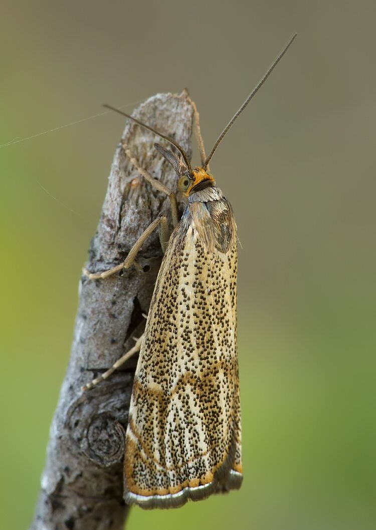 Thisanotia chrysonuchella