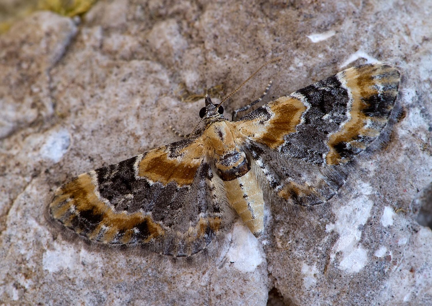 Eupithecia linariata