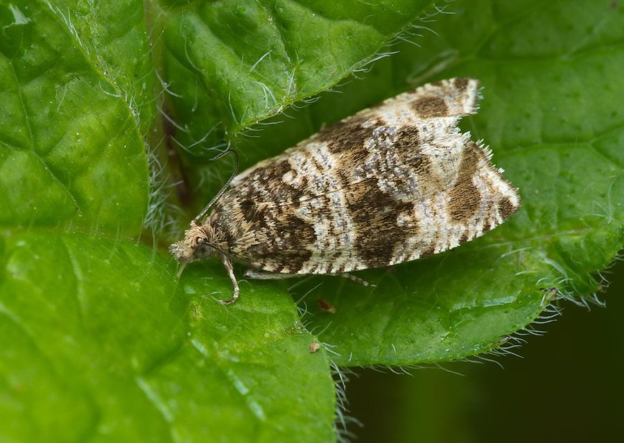 Celypha rivulana