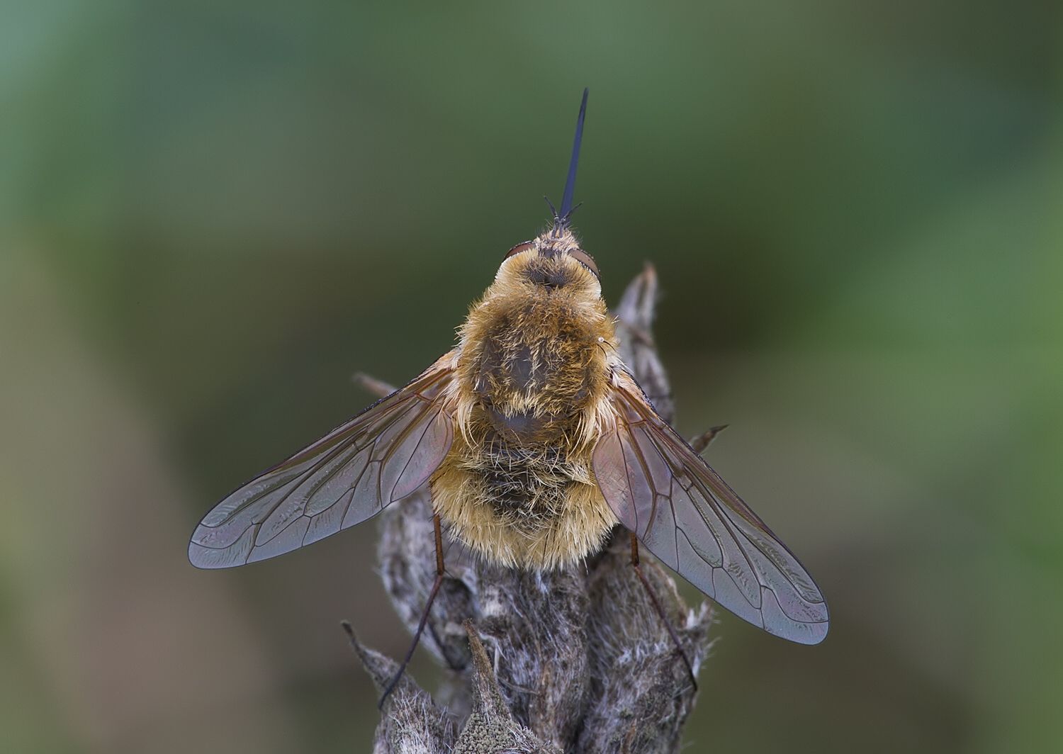 Bombylius canescens