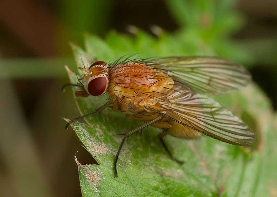 Thricops diaphanus