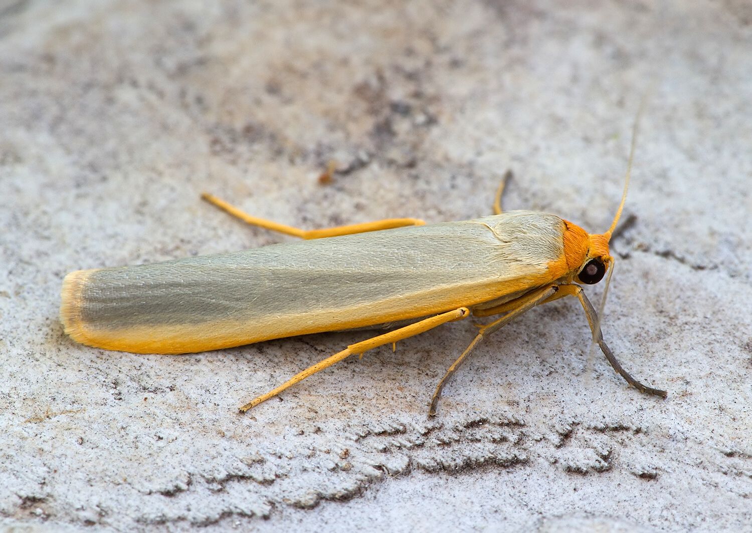 Eilema complana