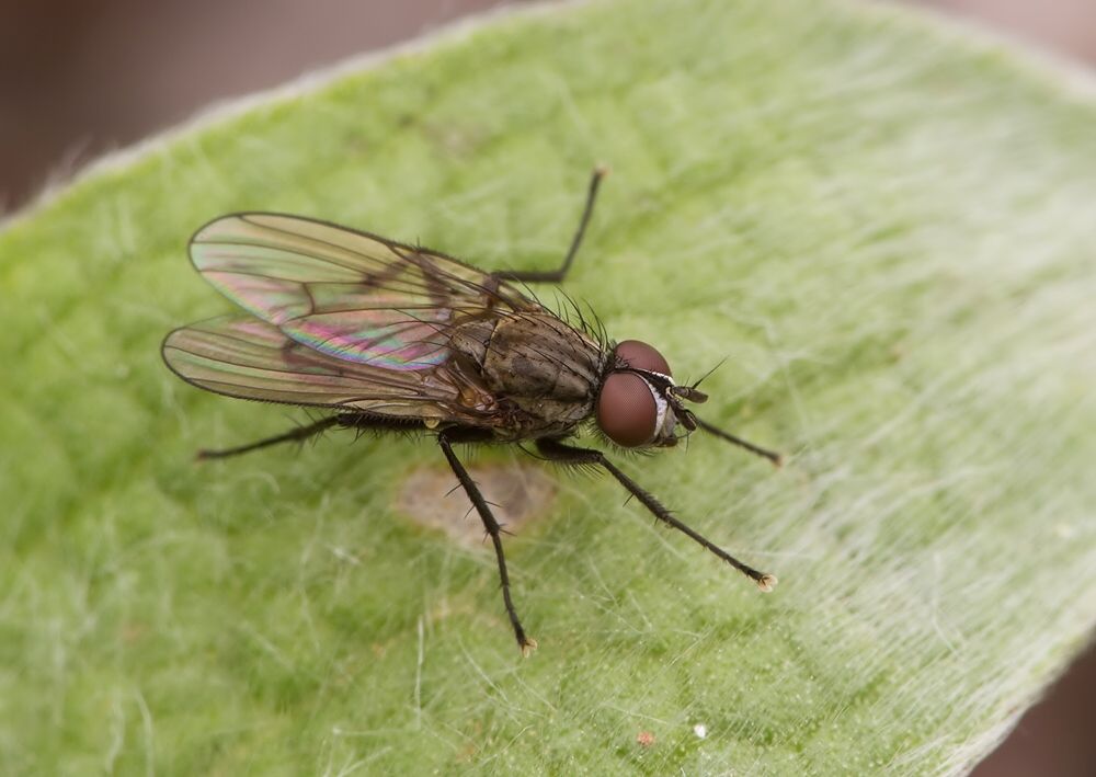 Anthomyia monilis