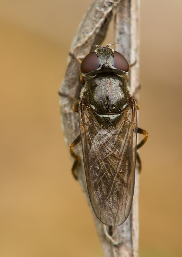 Myolepta vara
