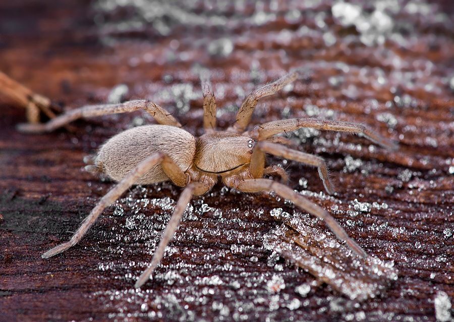 Drassodes cf. pubescens