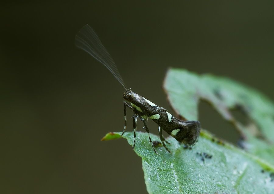 Calybites phasianipennella