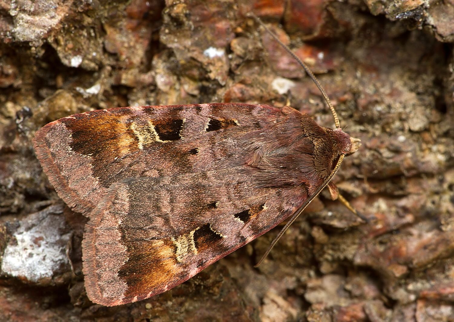 Diarsia brunnea