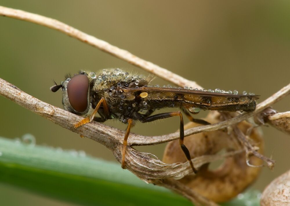 Platycheirus scutatus